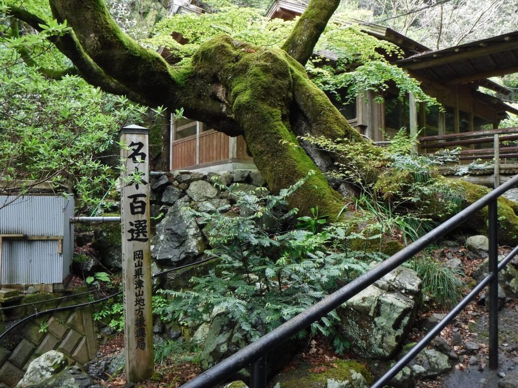 横野滝 周辺の自然